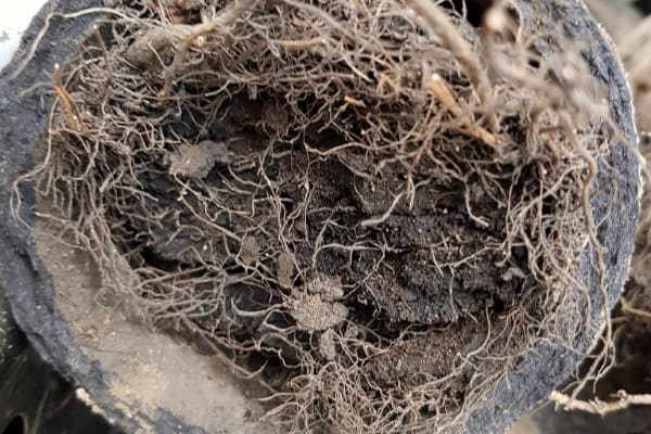 Root Cutting