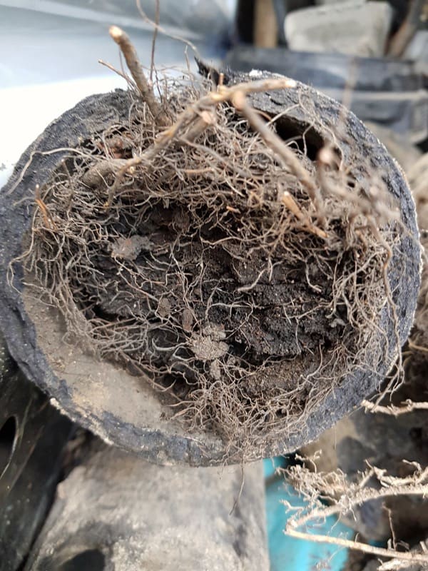 roots in pipes